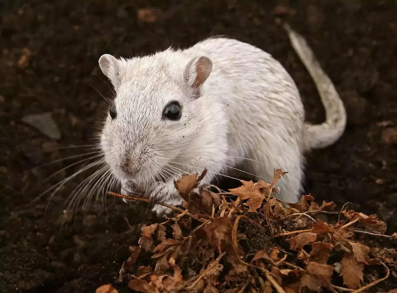 How to Care for a Gerbil