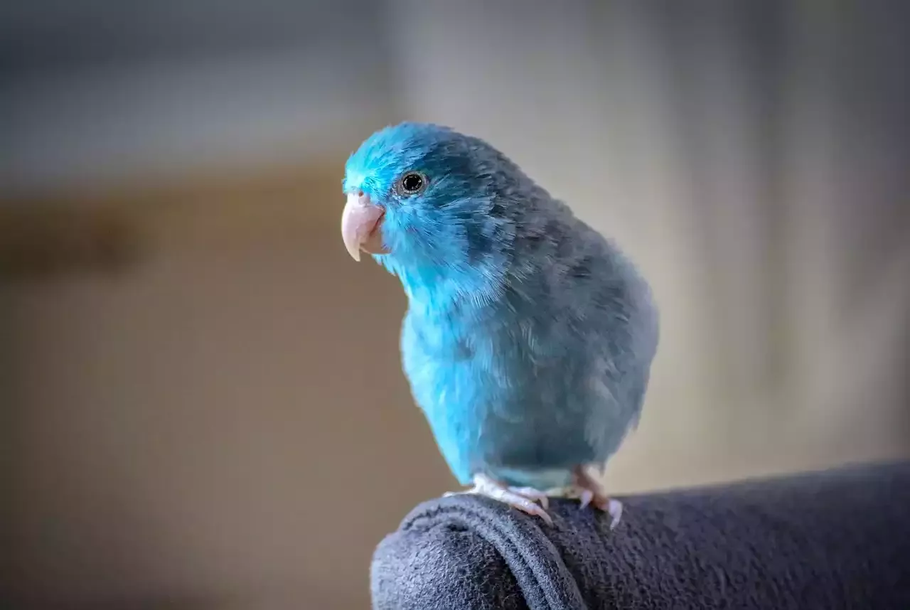 The Delightful and Interactive Lovebird