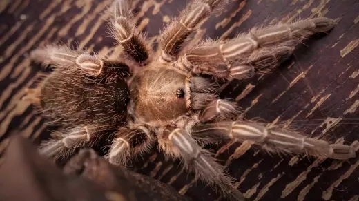 The Costa Rican Zebra Tarantula