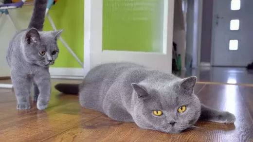 The British Blue Short Hair Cat