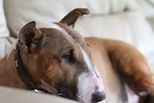 What are English Bull Terriers Known For?