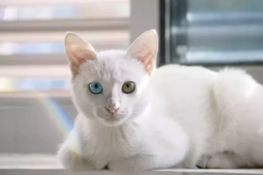The Personality and Traits of the Persian Cat