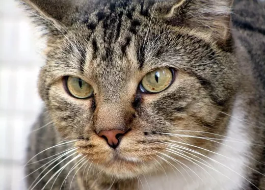 What are Siamese Cats Like as Pets?