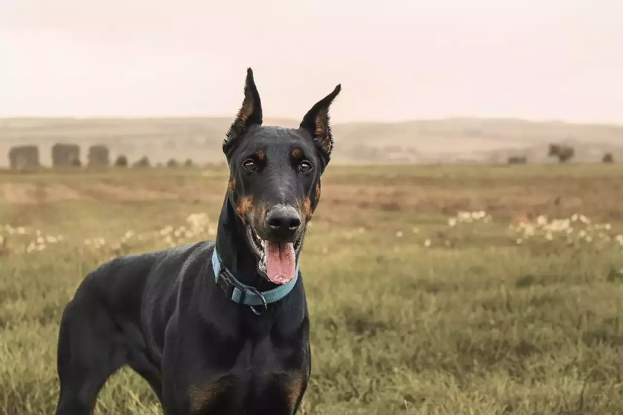 Doberman Pinschers as Family Dogs