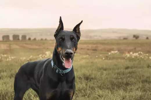 Doberman Pinschers as Family Dogs