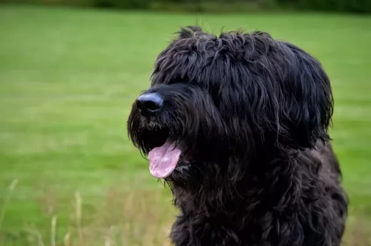 Should You Get a Briard?