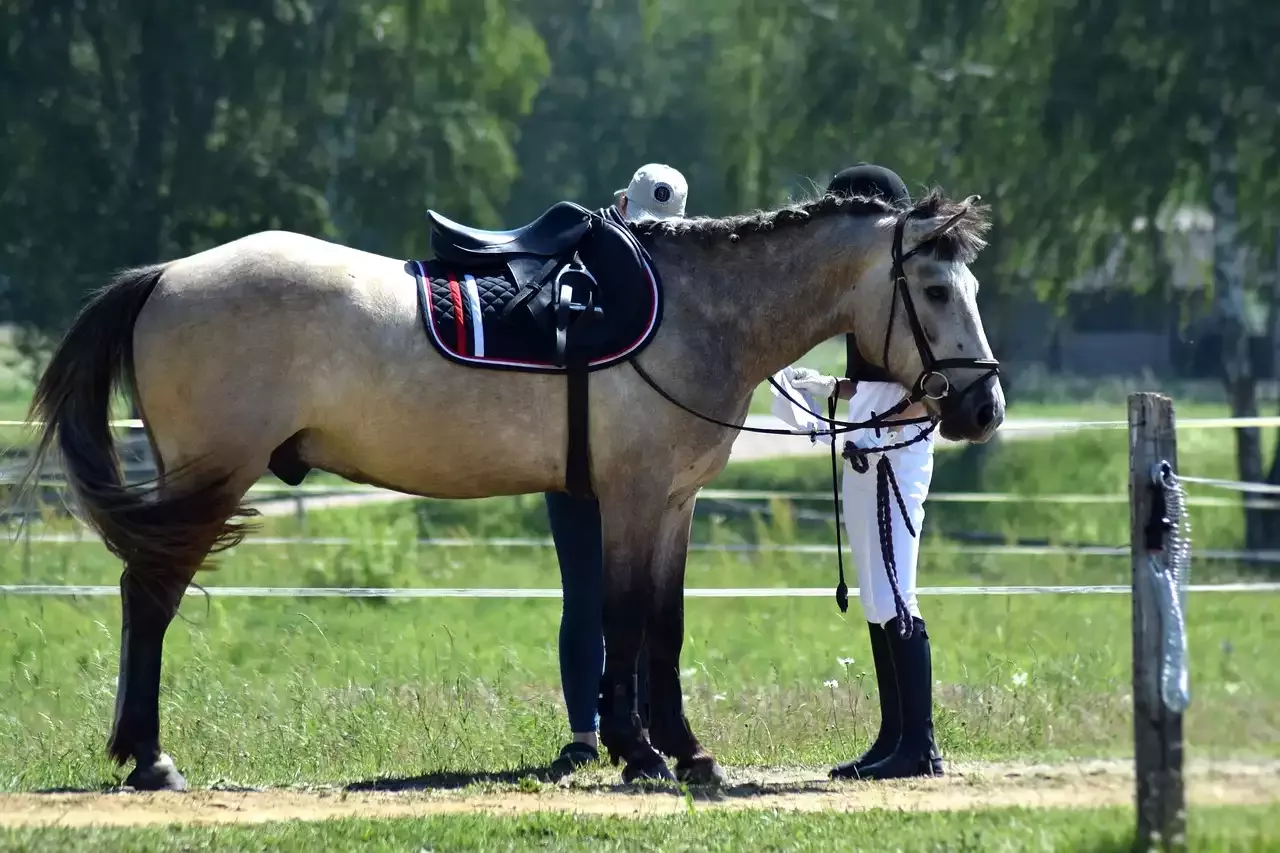 The Kentucky Mountain Saddle Horse