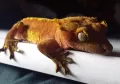 Keeping a Leopard Gecko at Home