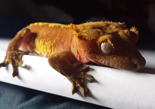 Keeping a Leopard Gecko at Home