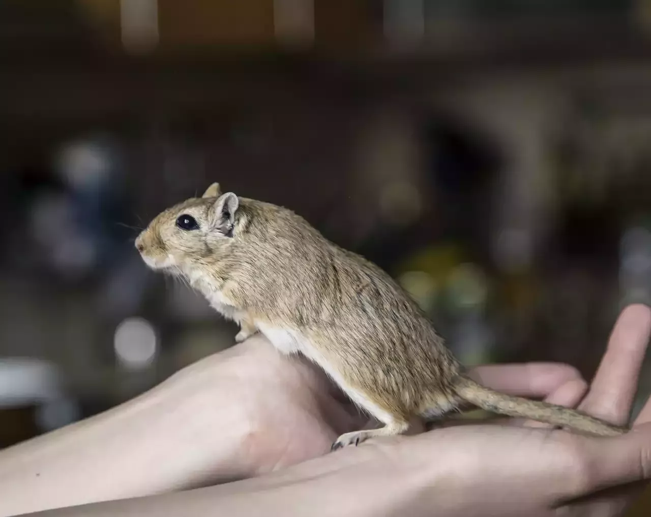 The Affectionate and Adorable Fennec Fox