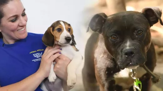 The Animal Humane Society of New York