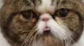 Examples of Exotic Short Haired Cats