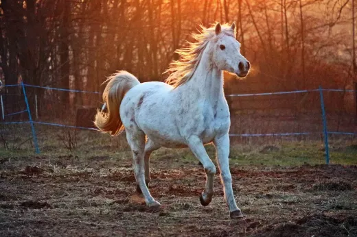 All You Need to Know About Arabian Horses