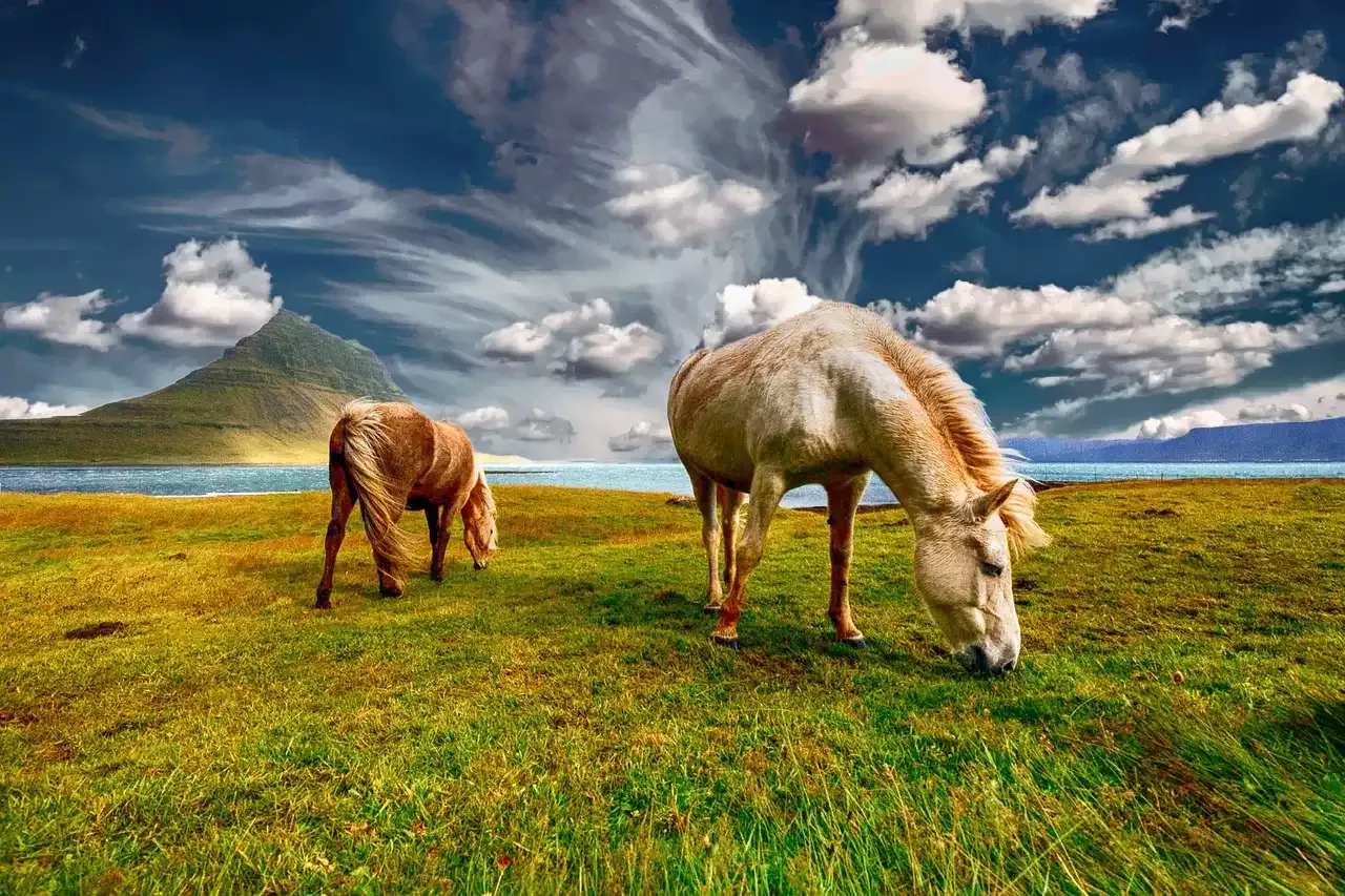 A Guide to Keeping an Icelandic Horse