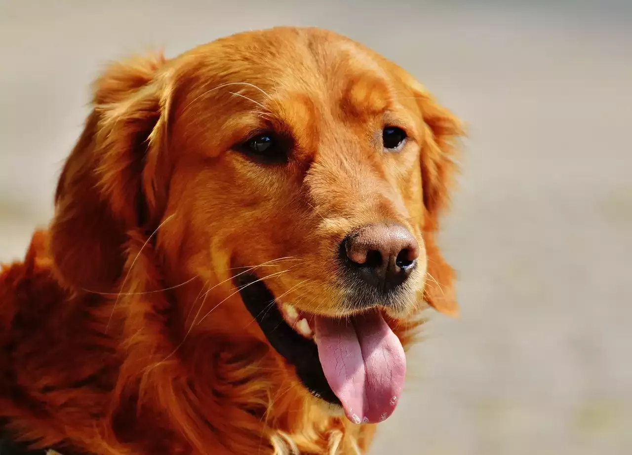 Temperament and Care of The Irish Setter