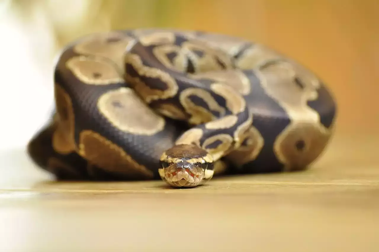 How to Look After a Ball Python