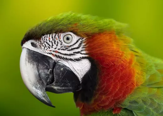 The Double Yellow-Headed Amazon Parrot