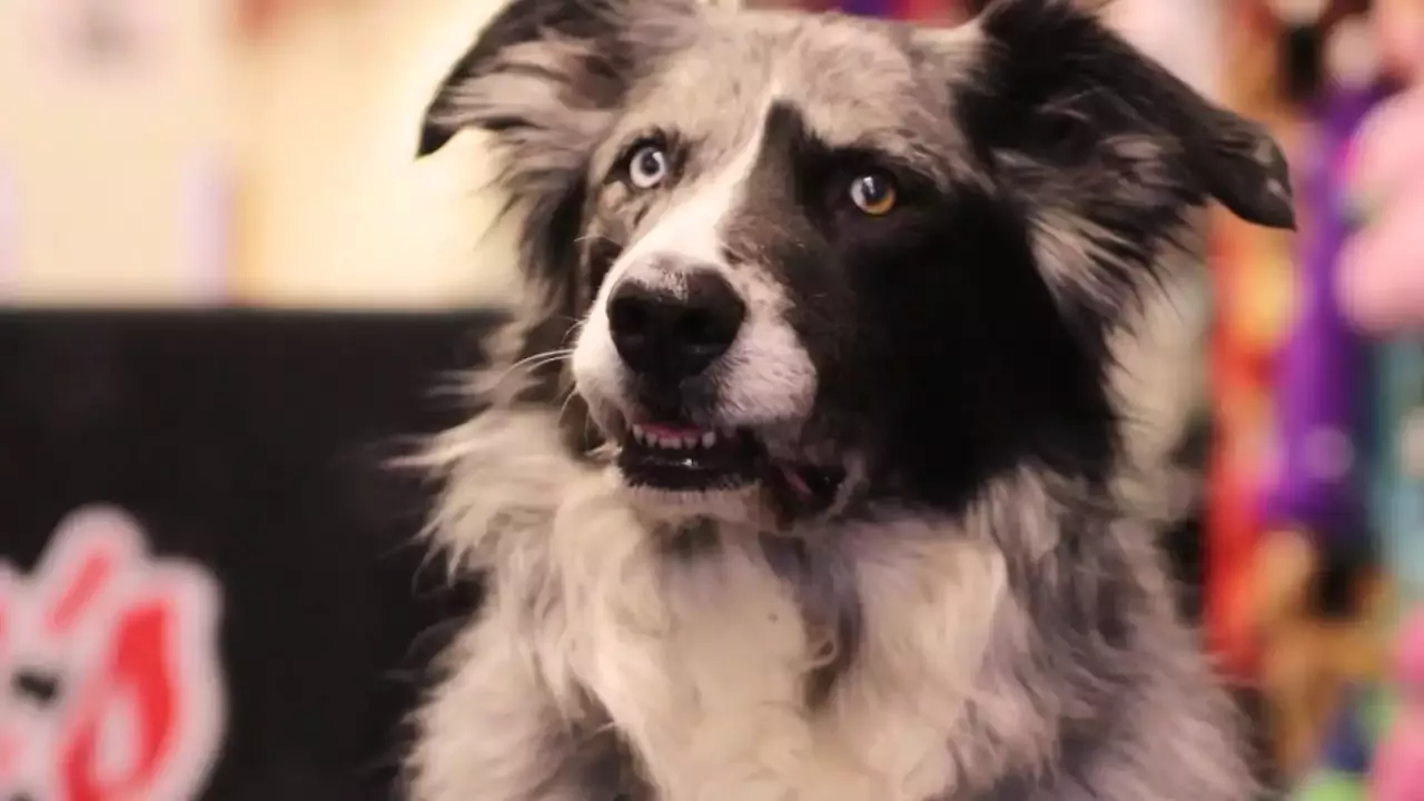 The Pet Haven of Minnesota