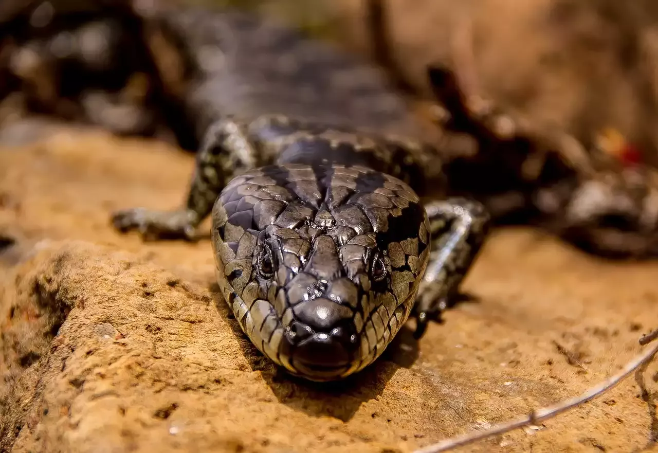 The Pink Tongue Skink as a Pet