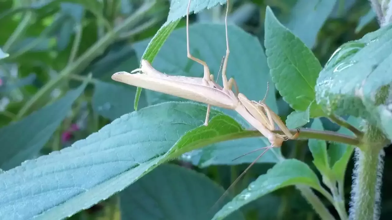 How to Keep Cockroaches as Pets