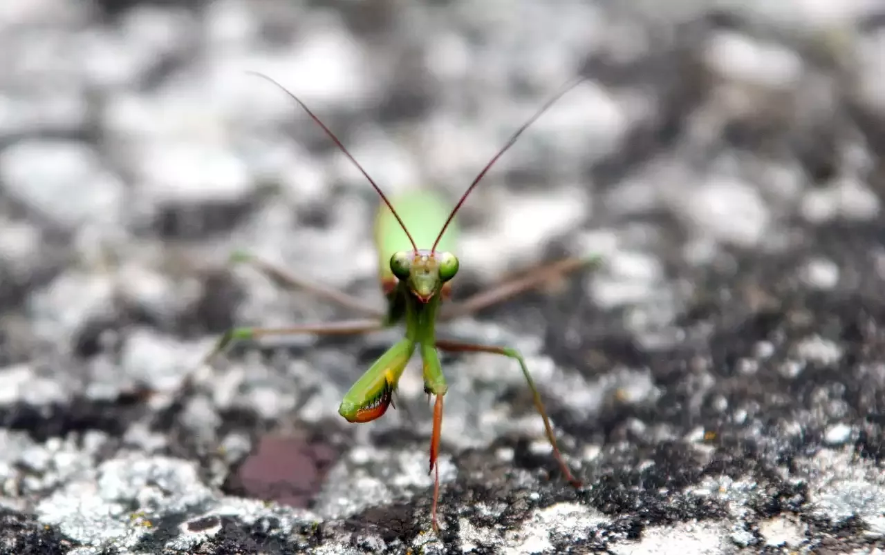How to Look After Stick Insects at Home