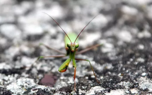 How to Look After Stick Insects at Home