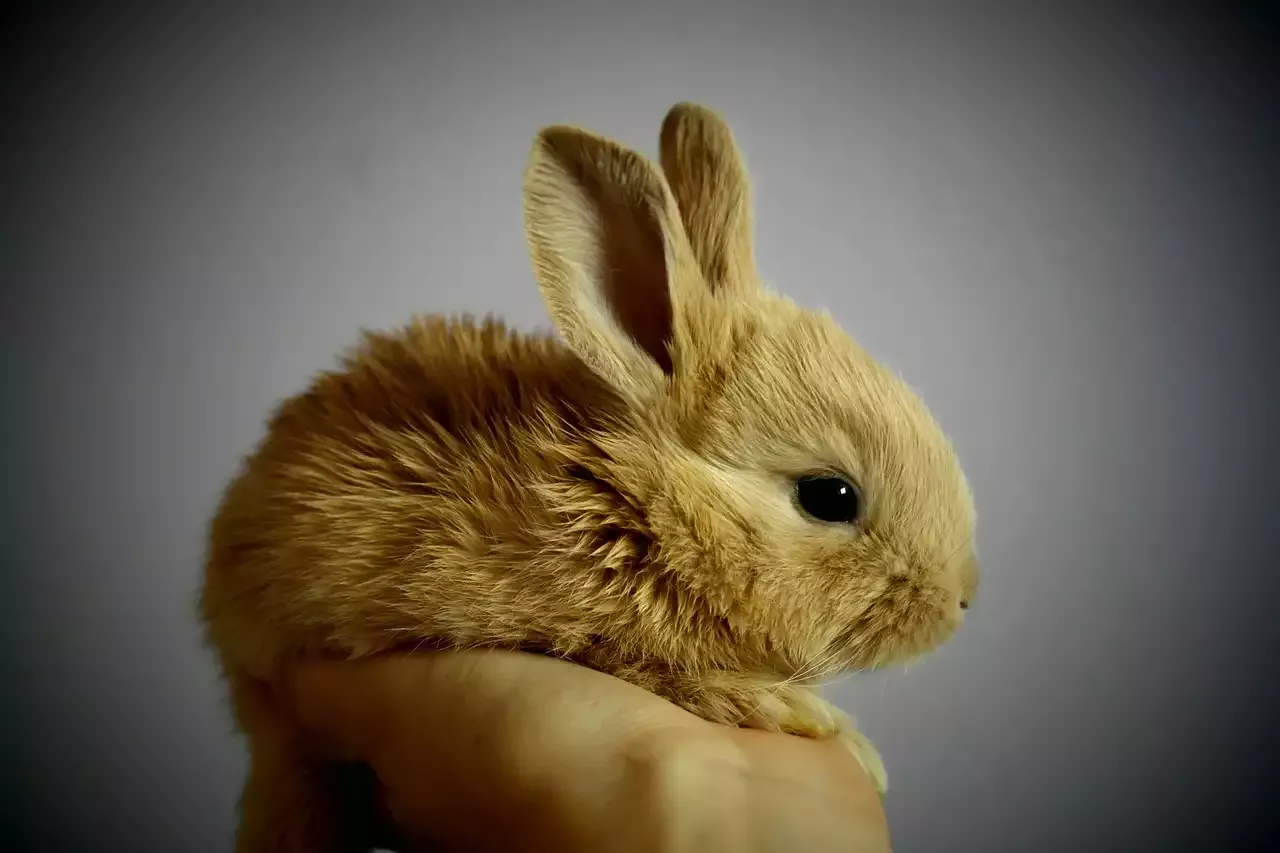 Keeping Rabbits in Your Home