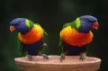 Popular Bird Species in Australia