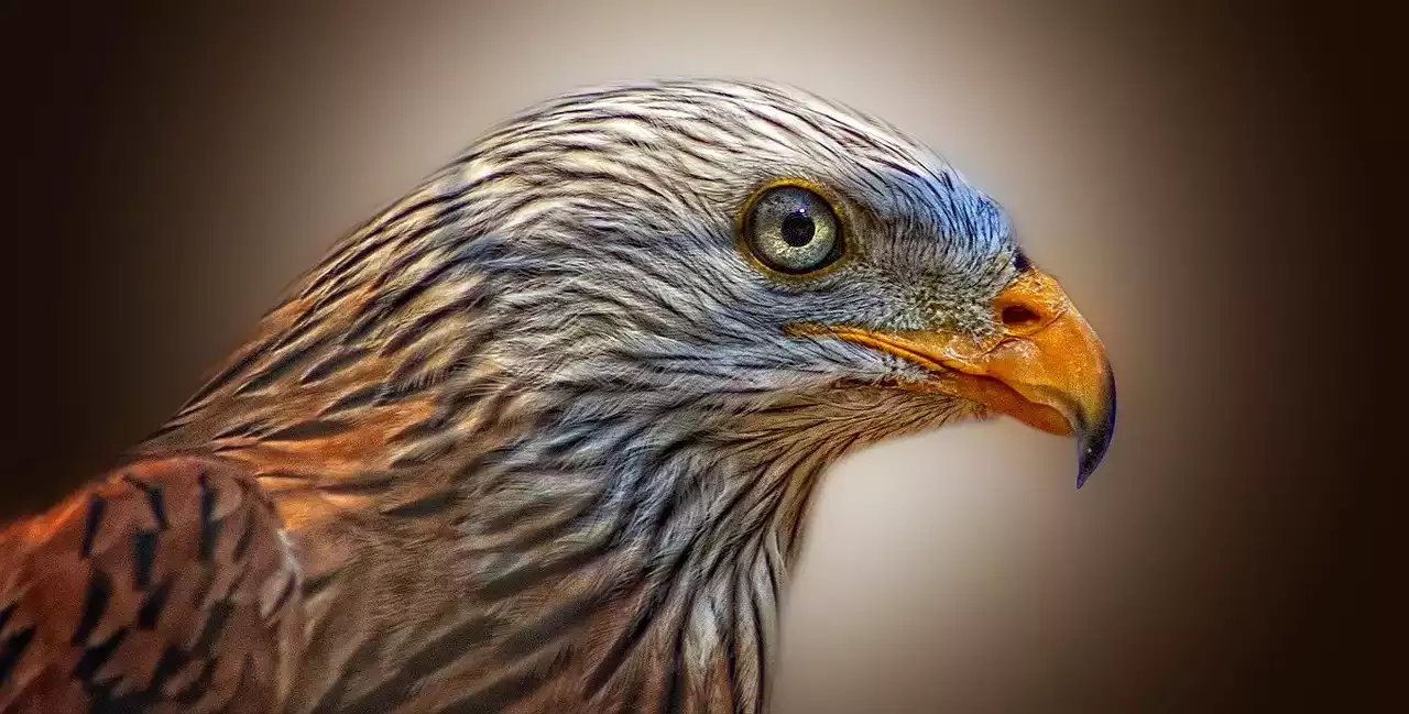 World of Popular American Bird Species