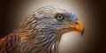 World of Popular American Bird Species