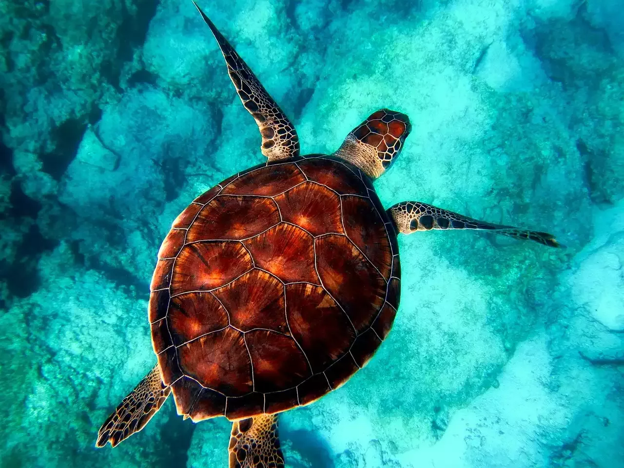 How to Keep an Aquatic Turtle