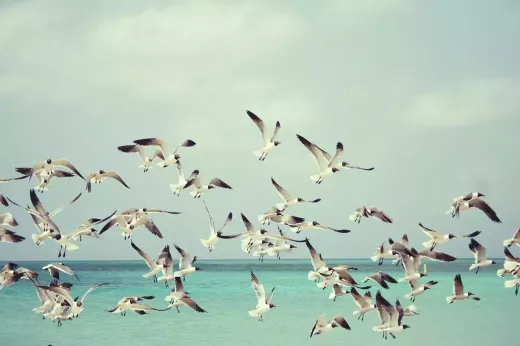 Official bird checklists in Canada