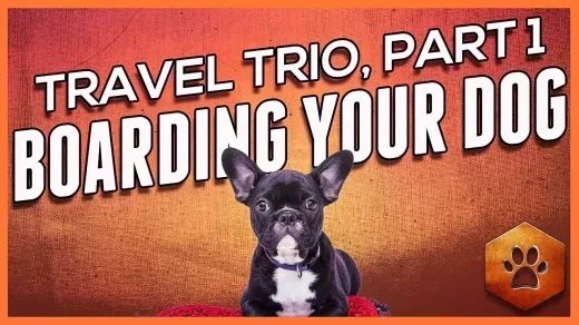 Different Types of Pet Boarding Facilities