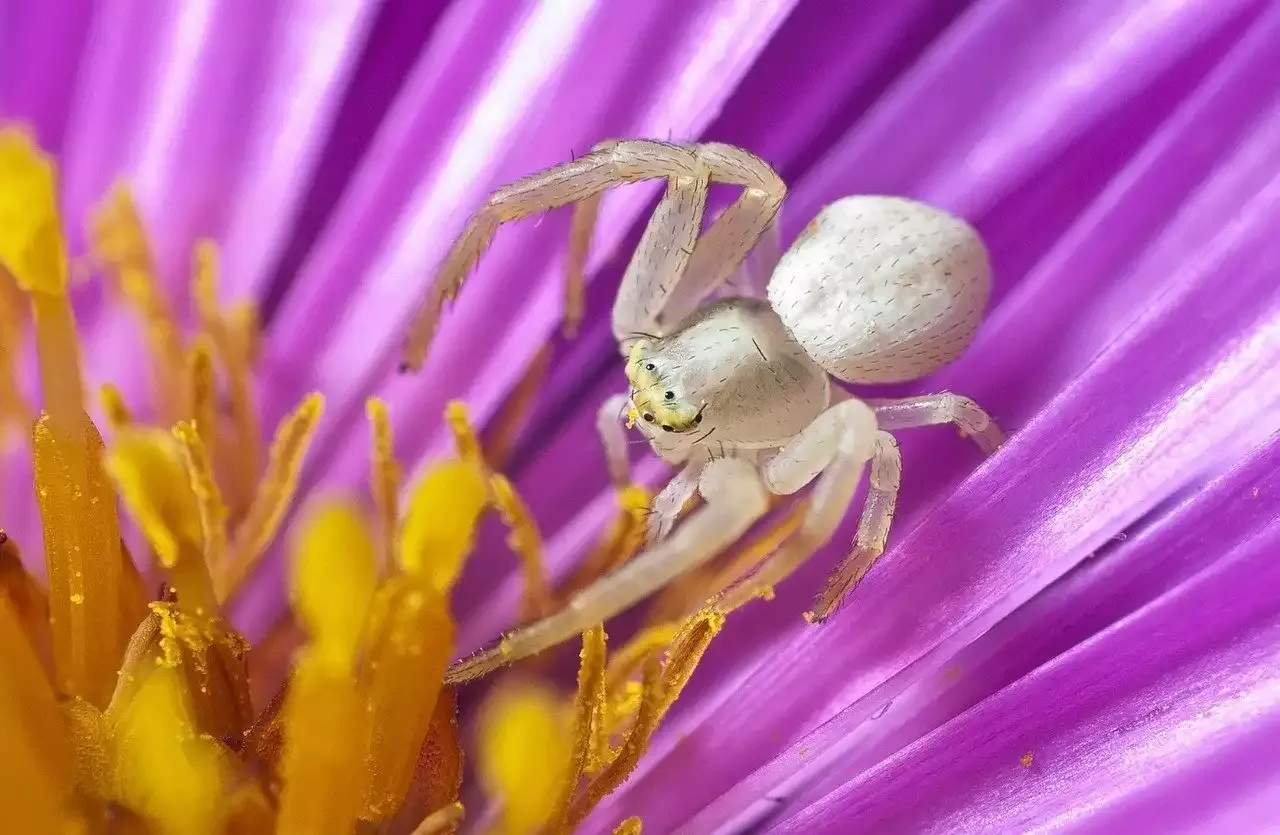 The Easy to Care for Crab Spider