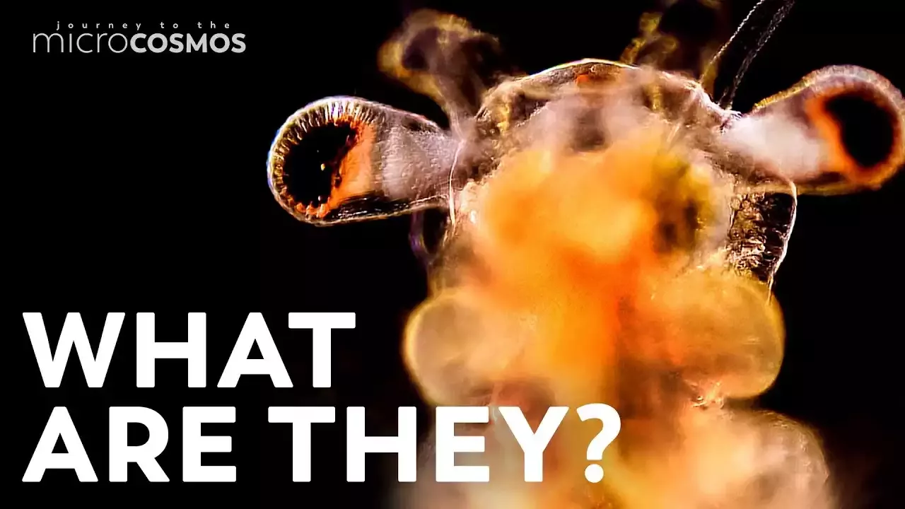 How to Care for a Sea Monkey at Home