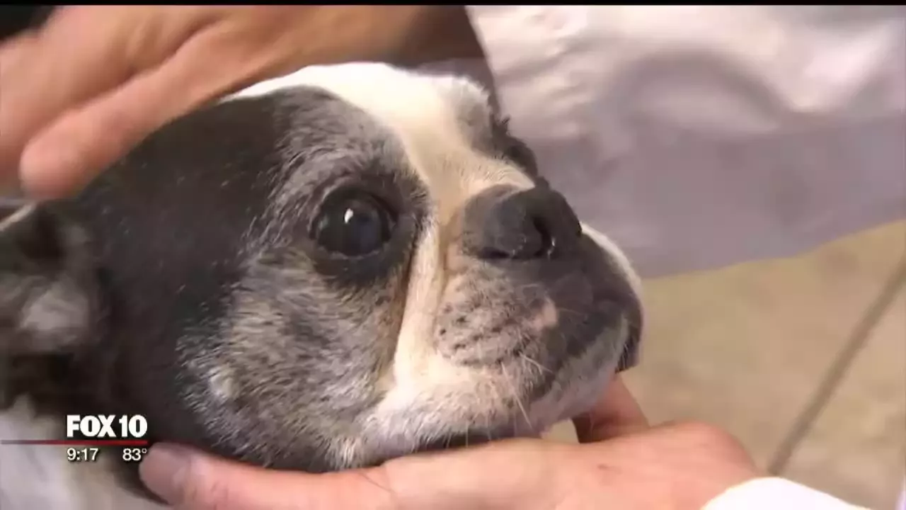 What Can a Veterinary Acupuncturist do for Your Pets?